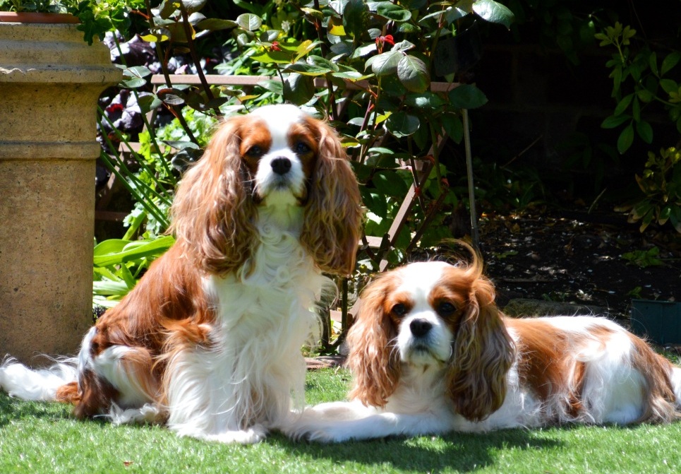 champdogs cavalier puppies